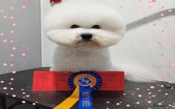 Bichon Frise dogs for stud:  Vice World Winner '25  for Stud in Taunton - Image 2