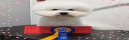 Bichon Frise dogs for stud:  Vice World Winner '25  for Stud in Taunton - Advert 2