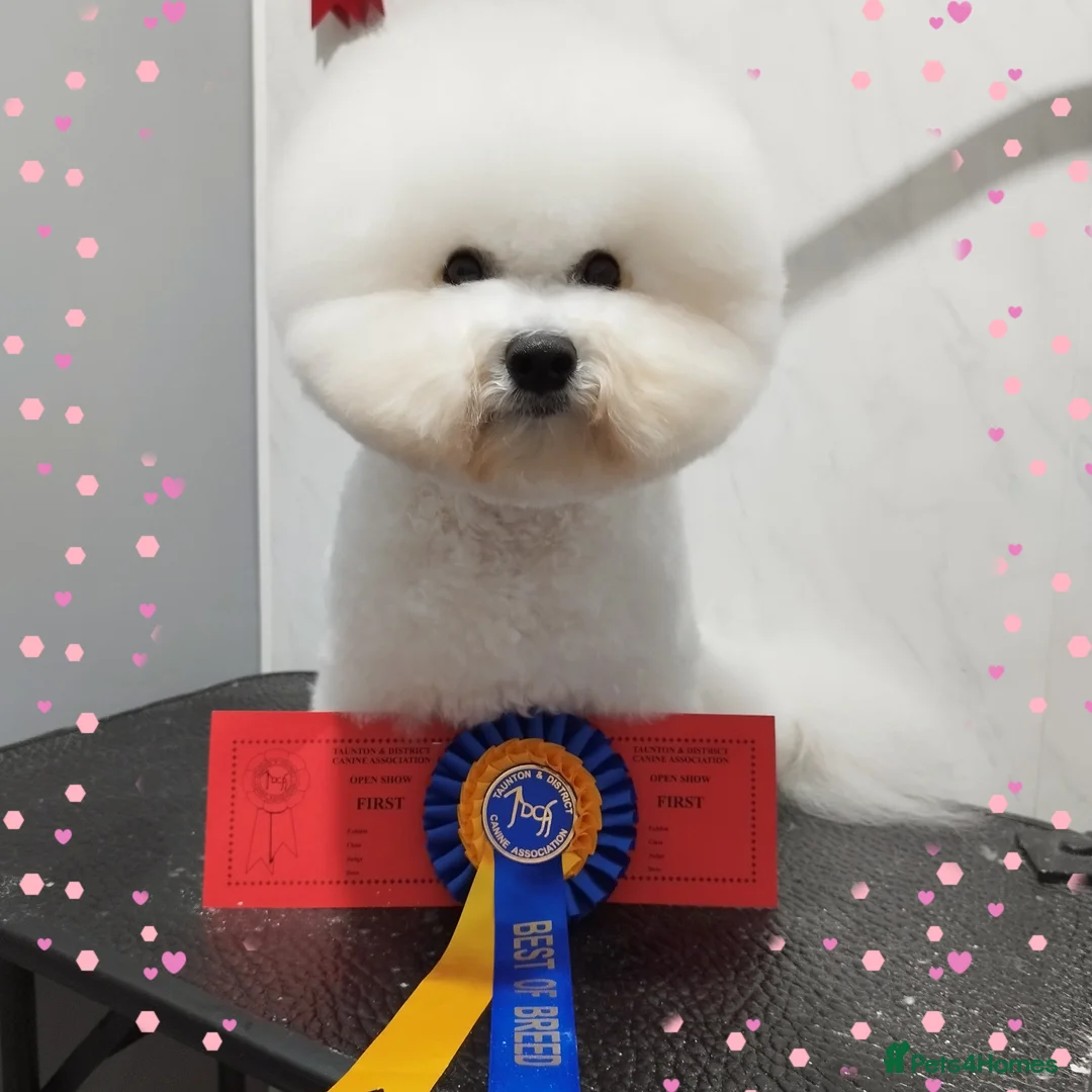 Bichon Frise dogs for stud:  Vice World Winner '25  for Stud in Taunton - Advert 2