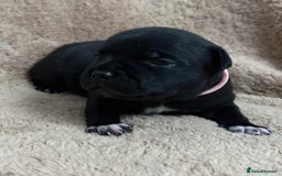 Staffordshire Bull Terrier dogs for sale: KC Staffordshire Bull Terrier Puppies 🖤 - Image 14