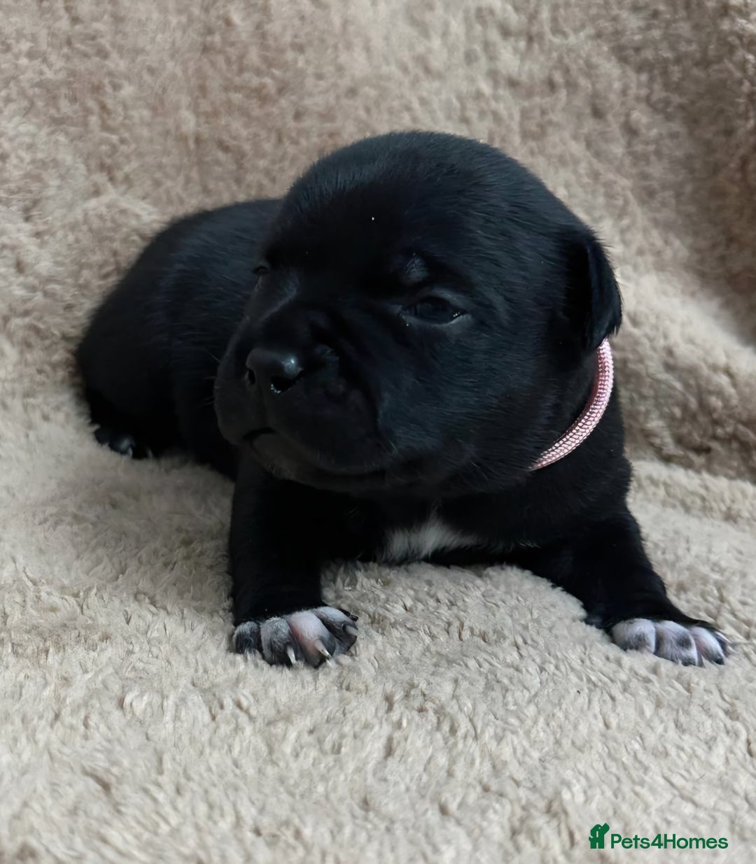 Staffordshire Bull Terrier dogs for sale: KC Staffordshire Bull Terrier Puppies 🖤 - Image 14
