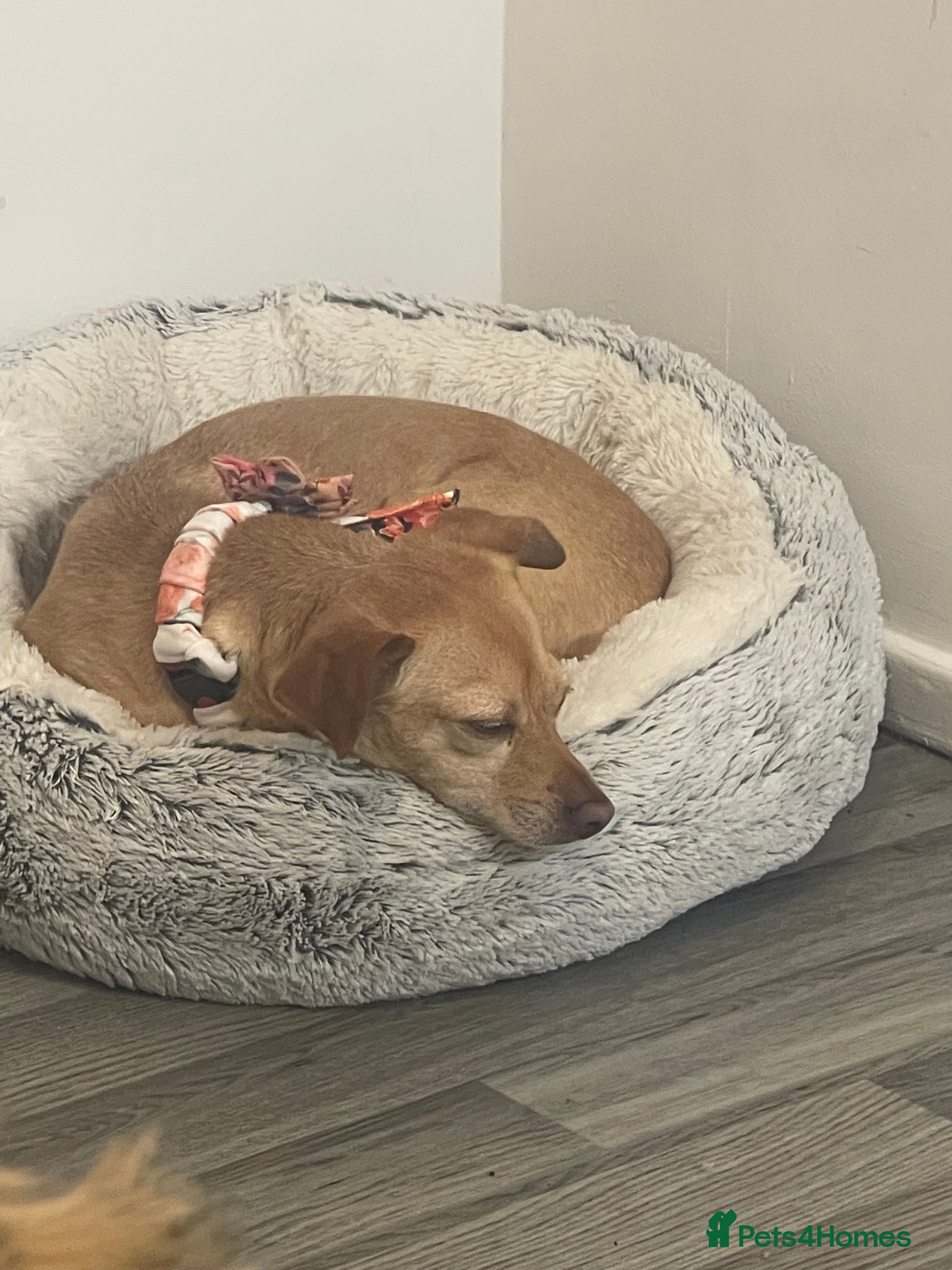 Mixed Breed dogs Tula  - Advert 15