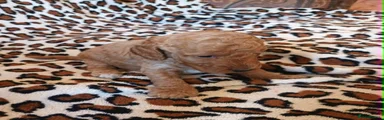 Cockapoo 4
