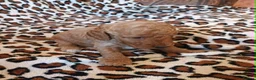 Cockapoo dogs for sale: STUNNING F1b COCKAPOO FROM 5* LICENCED BREEDER - Advert 3