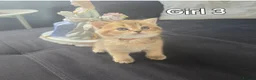 Scottish Fold cats for sale: Adorable 6 Scottish fold kittens  - Advert 12
