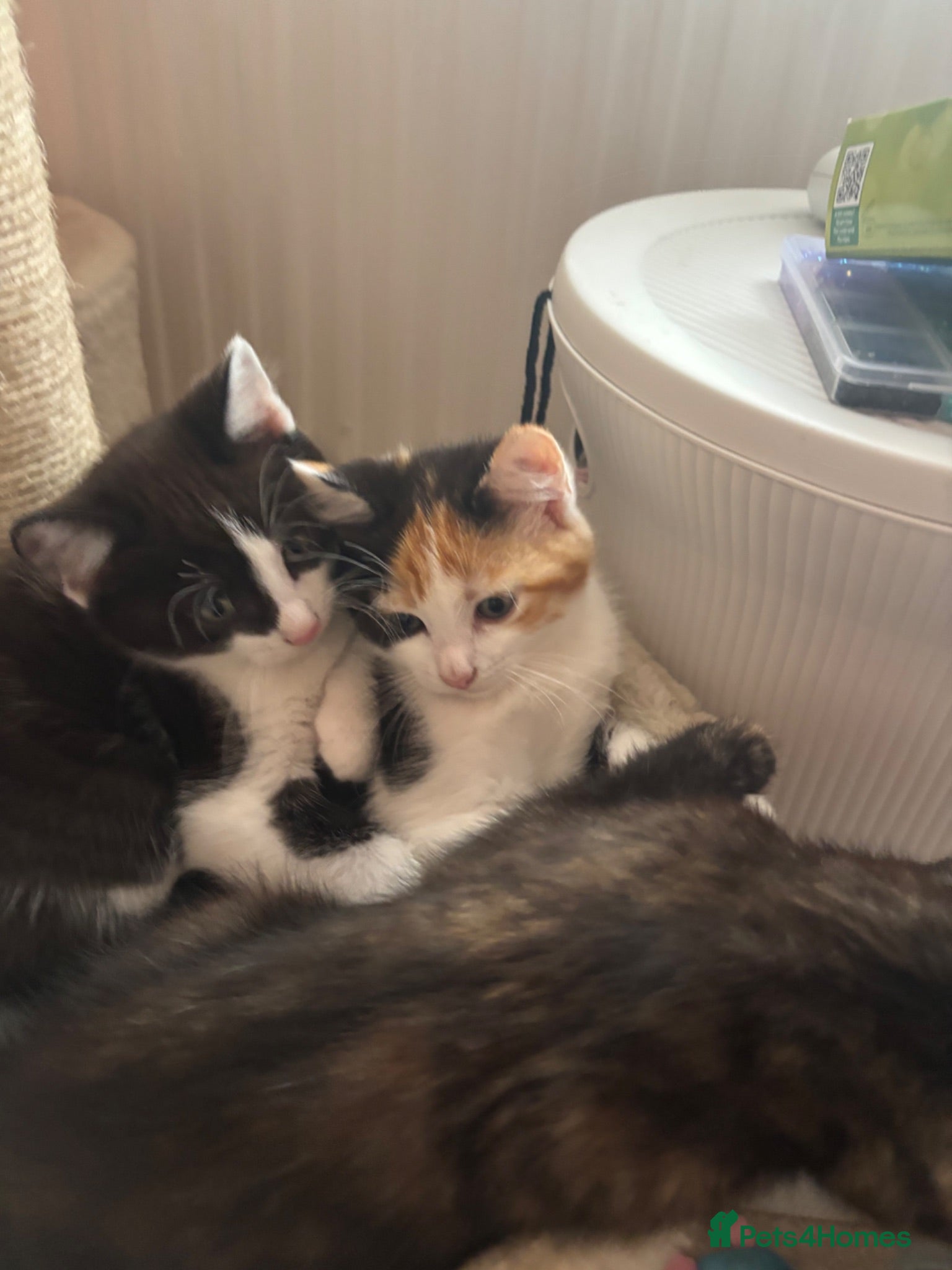 Mixed Breed cats Cute cuddly kittens for sale 8 weeks old - Advert 11