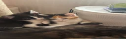 Mixed Breed cats for sale: Cute cuddly kittens for sale 8 weeks old - Advert 1