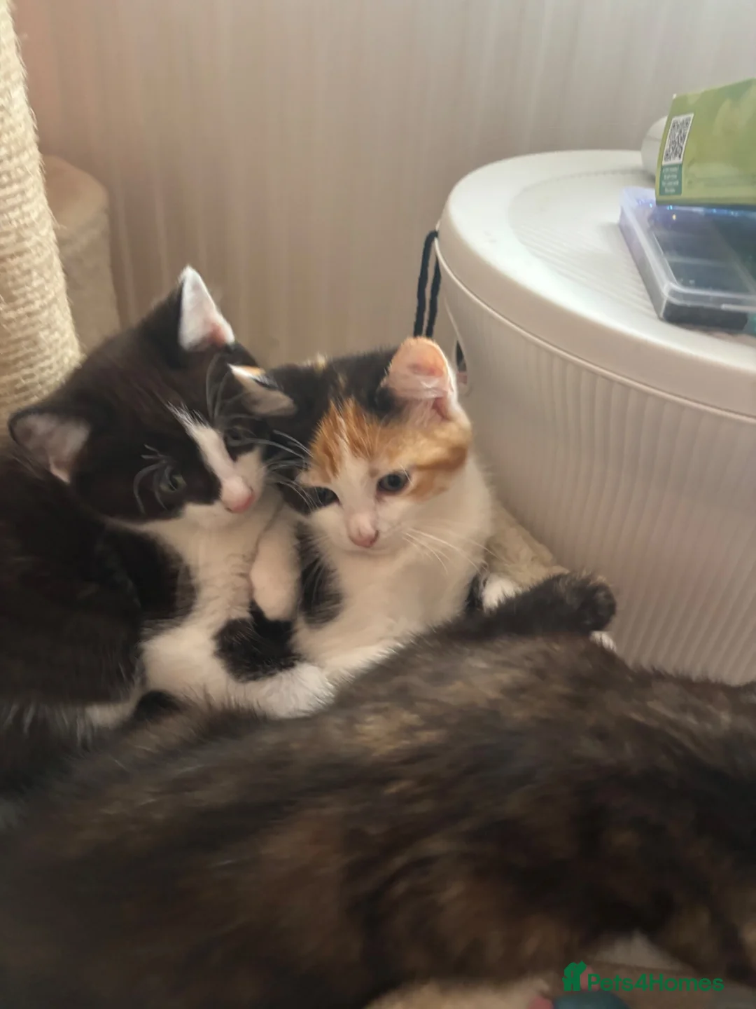 Mixed Breed cats for sale: Cute cuddly kittens for sale 8 weeks old - Advert 1