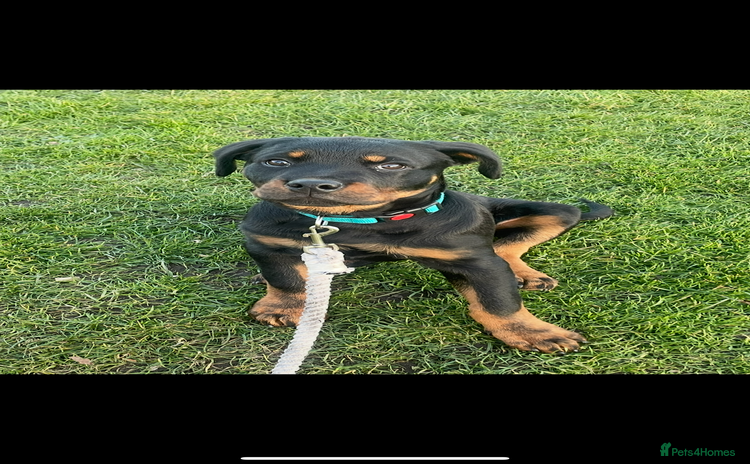 Rottweiler dogs - Advert 2