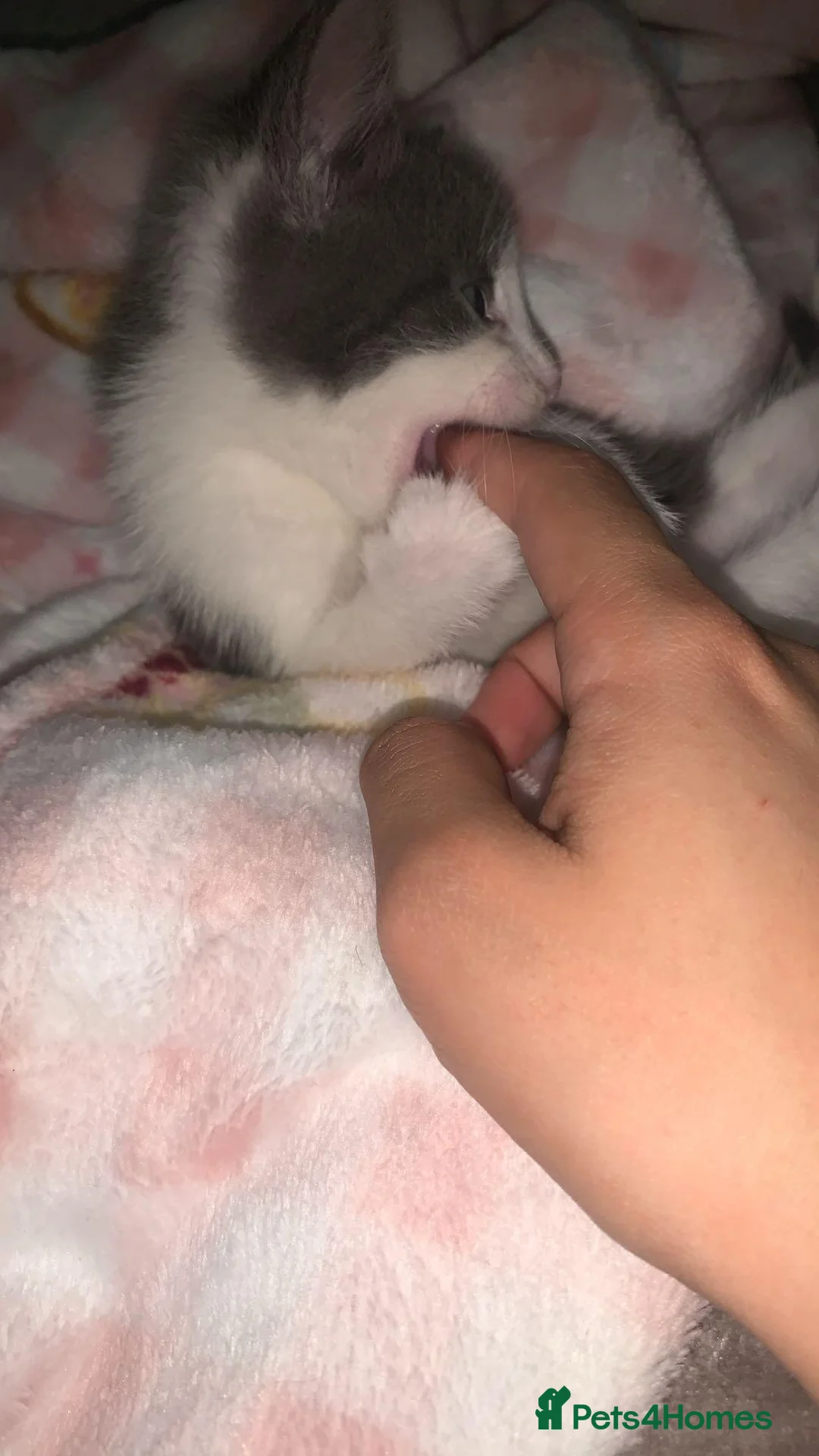 Domestic Shorthair cats for sale: Beautiful kittens  - Advert 2