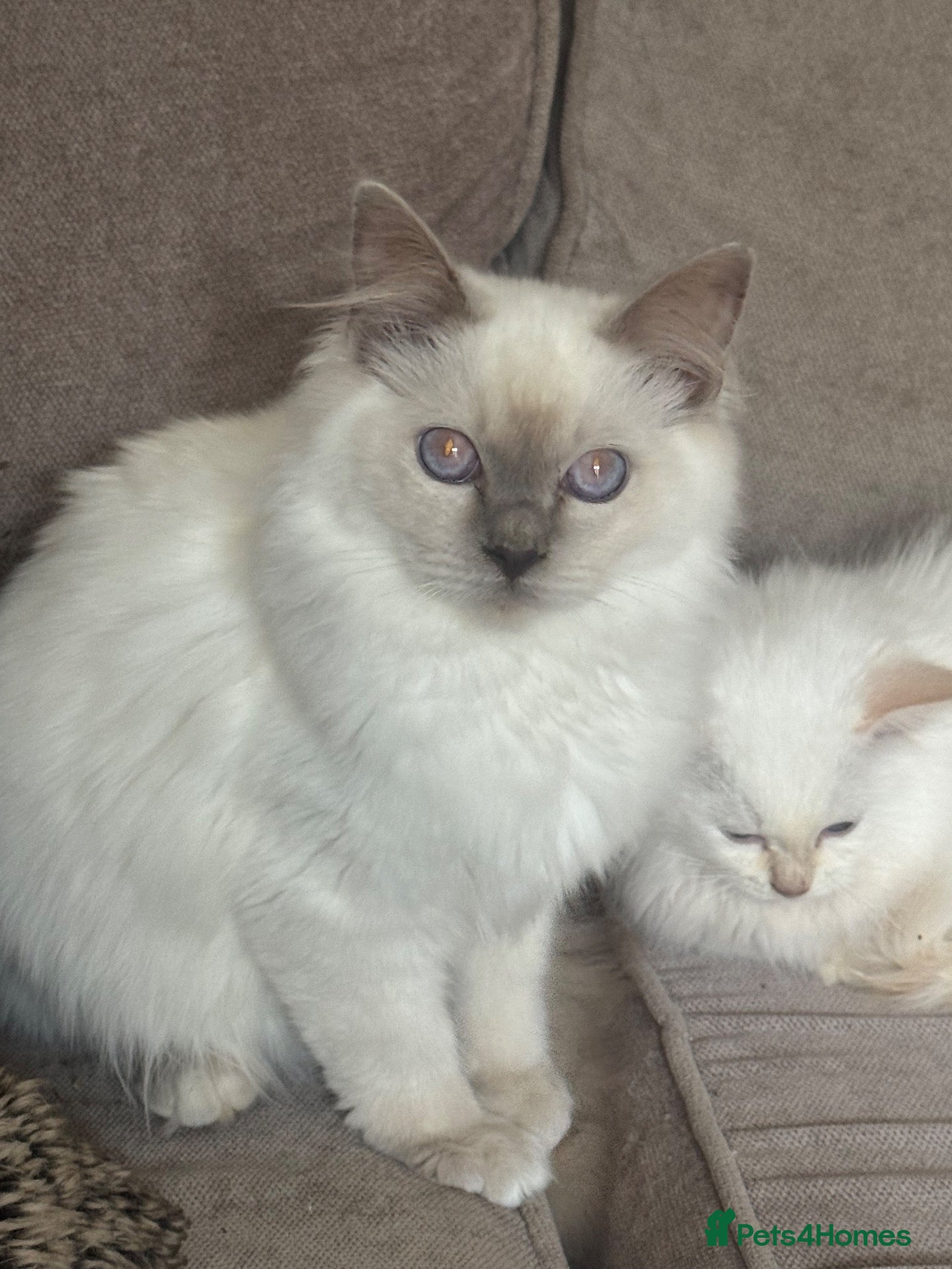 Ragdoll cats GCCF registered ragdoll kittens 🐱  - Advert 2
