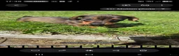Miniature Dachshund dogs for sale: KC Miniature Dachshunds ready for forever homes - Advert 24