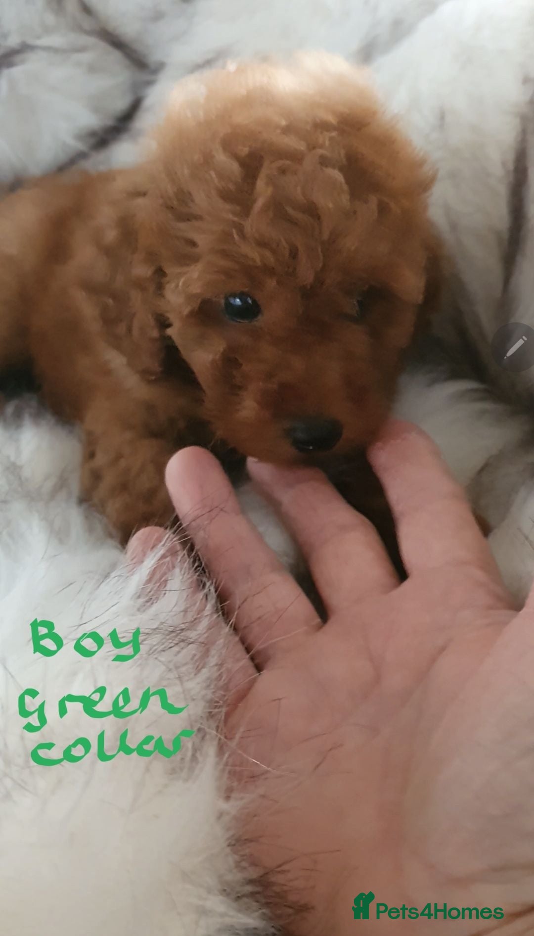Toy Poodle dogs KC Toy Poodles red & black colours PRA clear - Advert 1