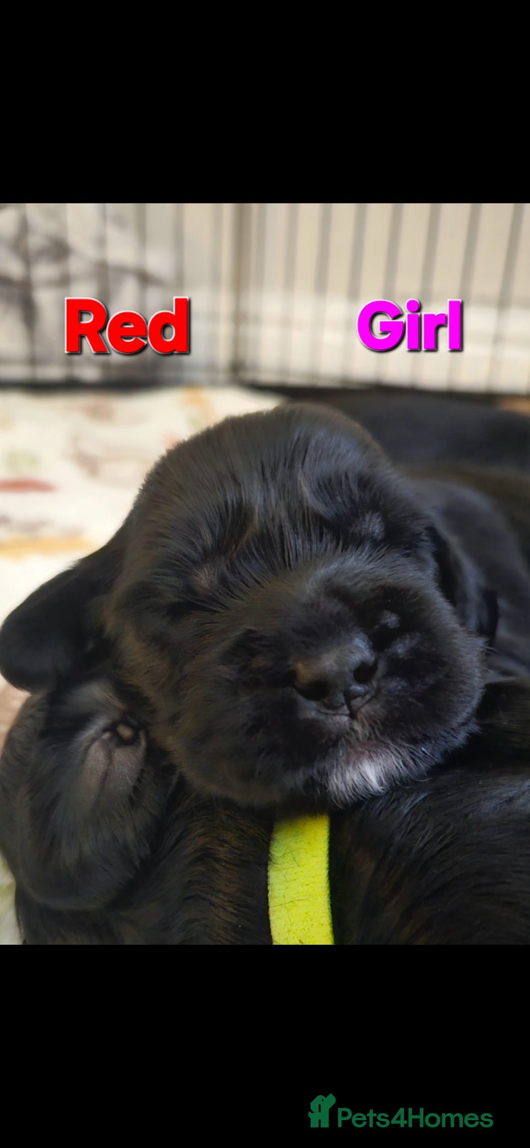 Mixed Breed dogs for sale: Cockapoo crossed lab - Image 7