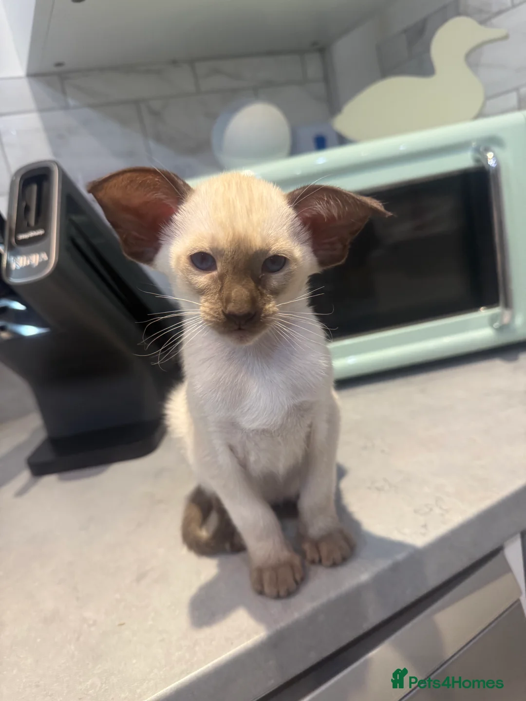 Siamese cats for sale: Stunning chocolate point Gccf registered girl  - Advert 12