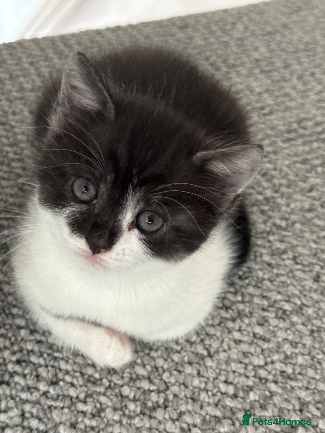 British Shorthair cats for sale: Beautiful half BSH Kittens  - Image 24