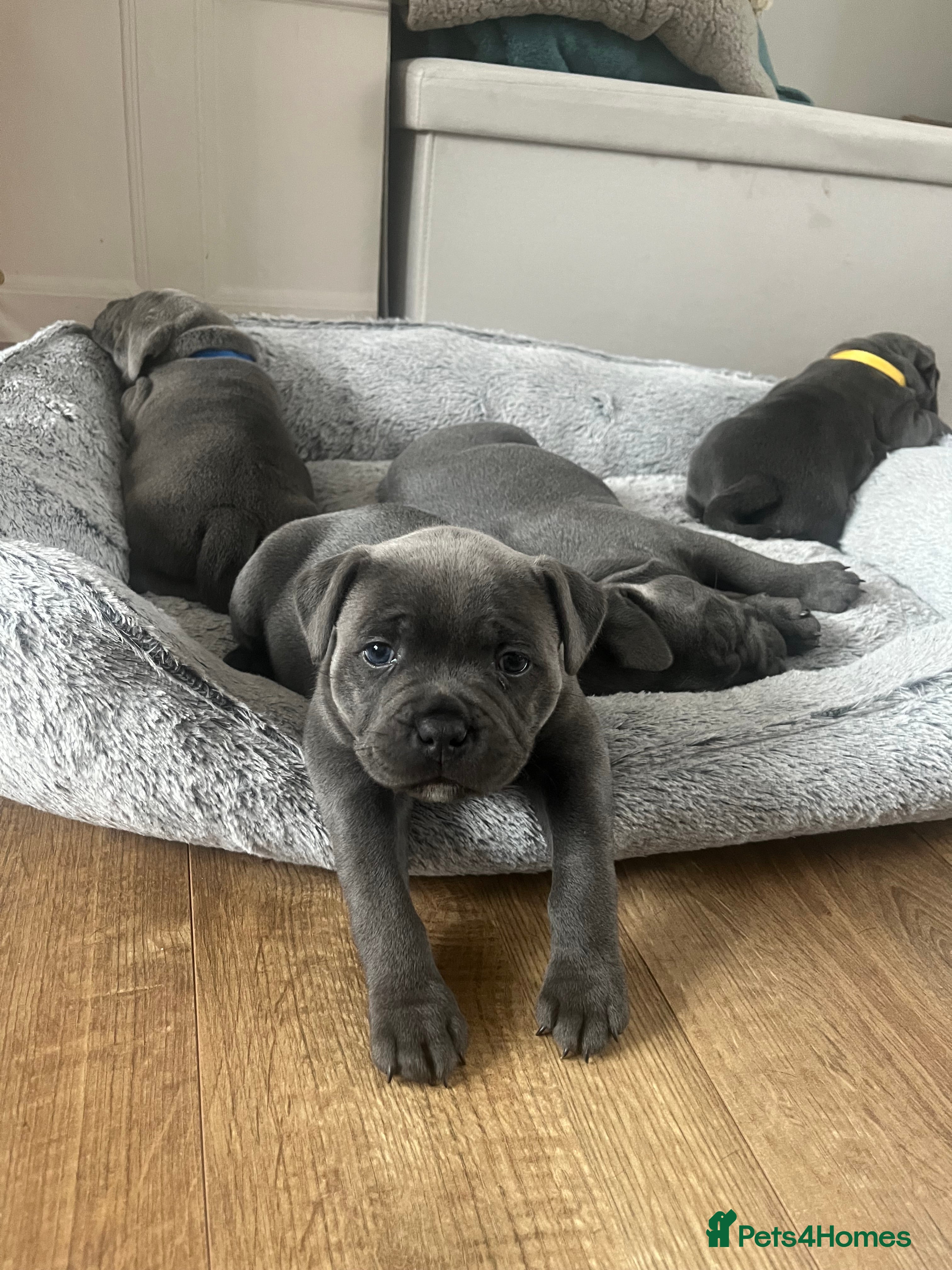 Staffordshire Bull Terrier dogs BLUE STAFF PUPPIES : ONLY 2 BOYS LEFT  - Advert 6