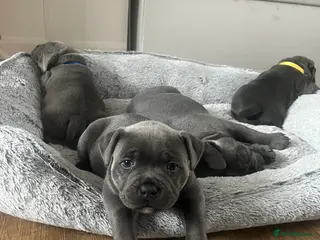 Staffordshire Bull Terrier dogs BLUE STAFF PUPPIES : ONLY 2 BOYS LEFT - Advert 6