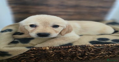 Golden Retriever dogs - Advert 12