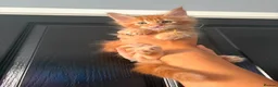 Maine Coon cats for sale: GCCF Registered Maine Coon Kittens  in Middlewich - Advert 12