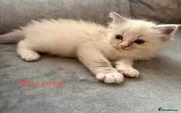 Ragdoll cats for sale: Beautiful Ragdoll Kittens  - Image 25