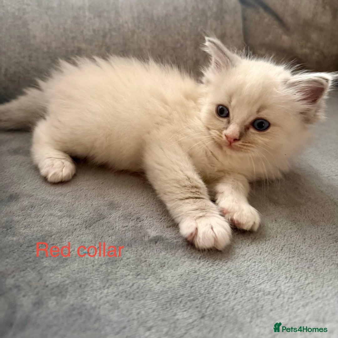 Ragdoll cats for sale: Beautiful Ragdoll Kittens  - Image 25