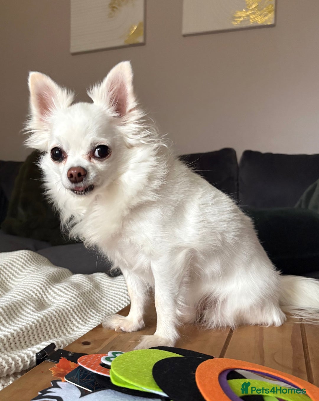 Chihuahua dogs for stud: Chihuahua Stud - Advert 2