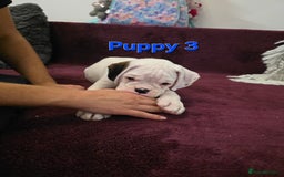 Boxer dogs for sale: KC REGISTERED Puppies-1x Gourgess Puppy available - Image 11