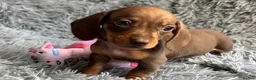 Miniature Dachshund dogs for sale: KC reg, PRA Clear Beautiful Natured Pups - Advert 29