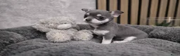 Chihuahua dogs for sale: Tiny Chihuahua Puppies – Сhristmаs Babies - Advert 10