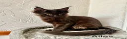 Maine Coon cats for sale: 🐾Tica registered Maine Coon Kittens Available 🐾 - Advert 9