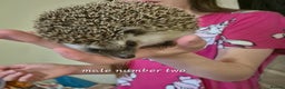 Pygmy Hedgehog rodents for sale: 2 x male pgymy hedgehogs  - Advert 4