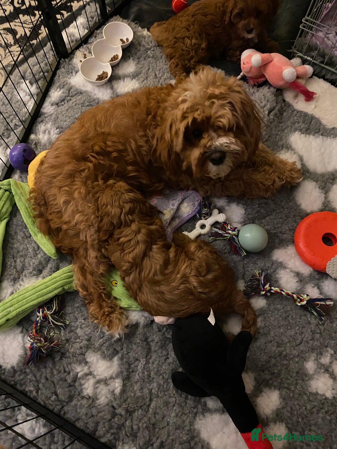 Cavapoo dogs for sale: Rare red frosted health checked Mini Cavapoo - Advert 3
