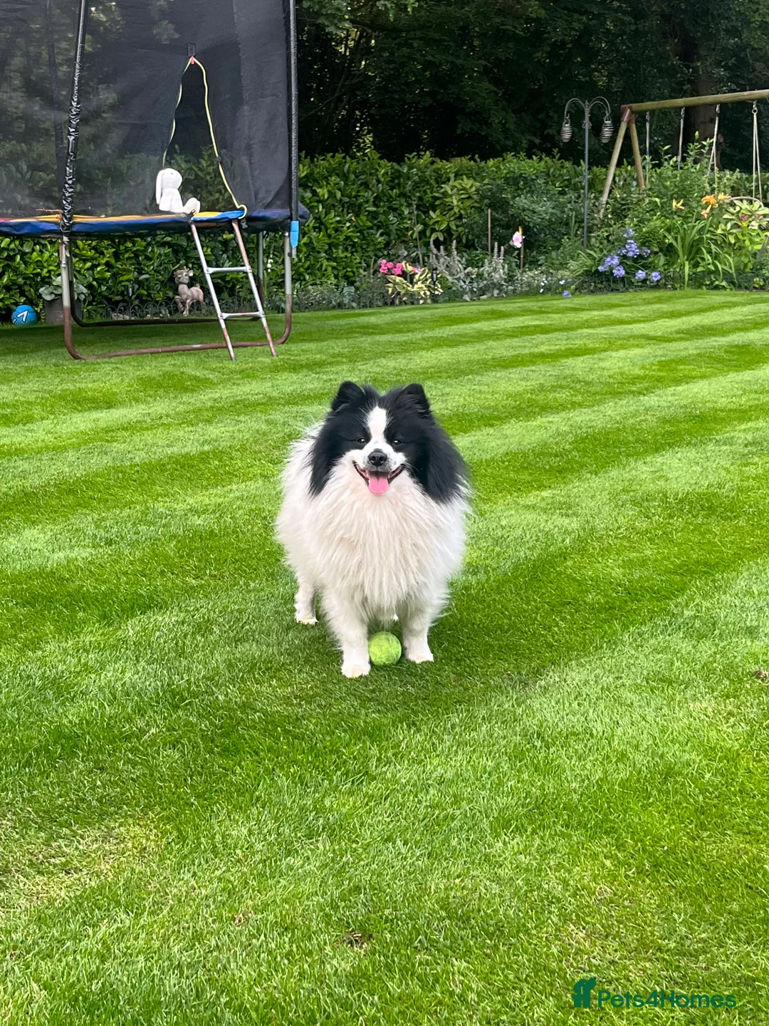 German Spitz dogs for stud: German spitz stud - Advert 7