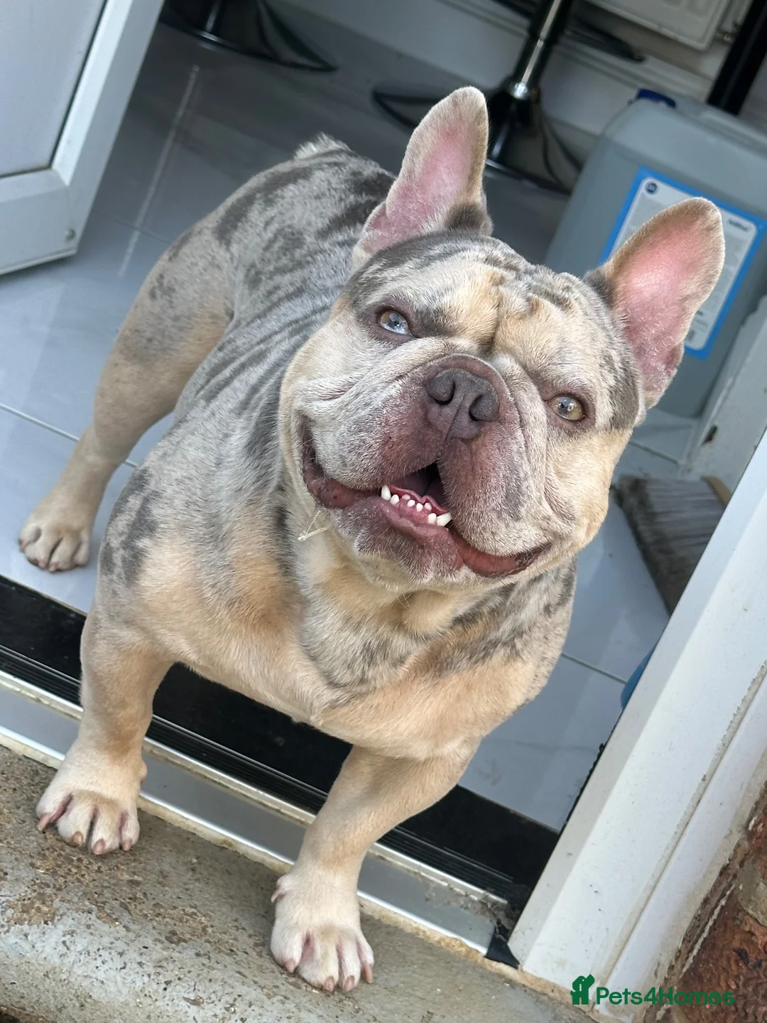 French Bulldog dogs for sale: Koda French Bulldog – 2 Yrs Old – £500 in Northampton - Advert 1