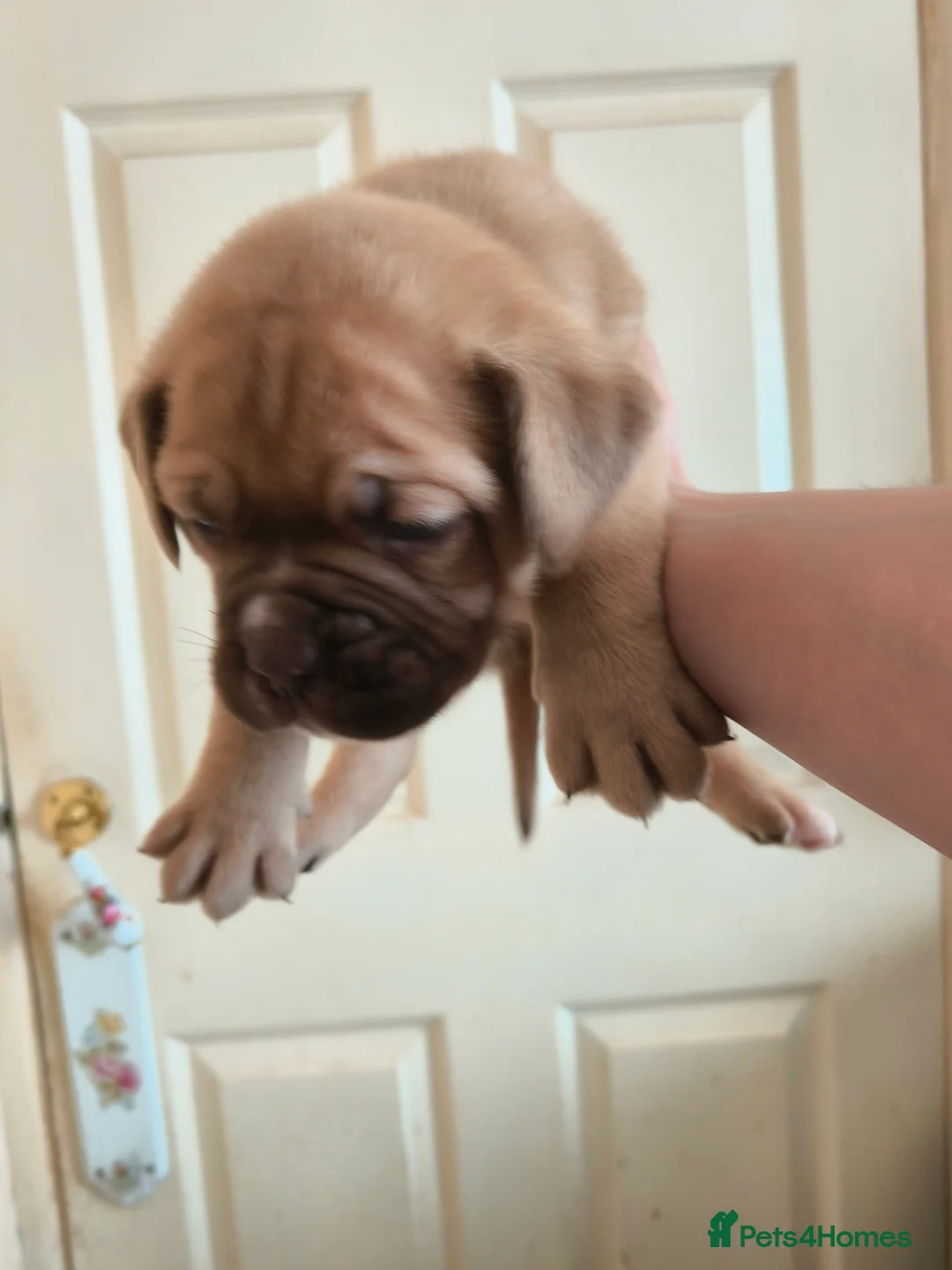 Mixed Breed dogs for sale: Dogue de bordeaux cross old time english bulldog in Newcastle upon Tyne - Advert 20