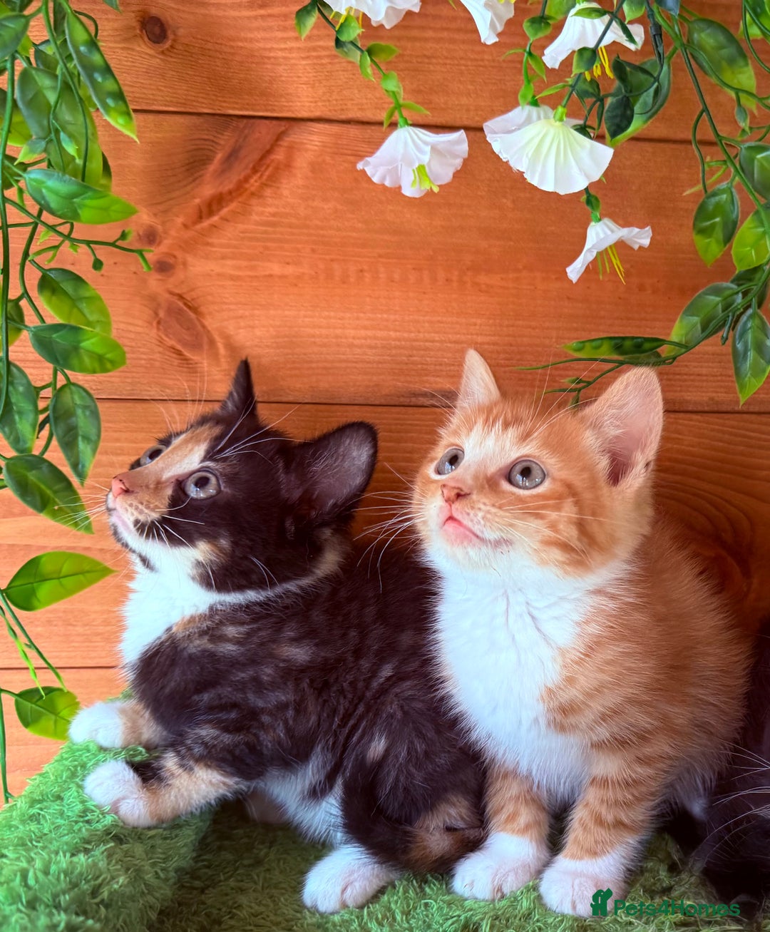 Domestic Shorthair cats for sale: GORGEOUS SHORT HAIRED FAMILY KITTENS  - Image 8