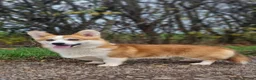 Welsh Corgi Pembroke dogs for sale: Kc registered Welsh Pembroke corgis 🇬🇧 - Advert 8