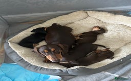 Mixed Breed dogs for sale: Mini dachshund/ mini pincher  - Image 5