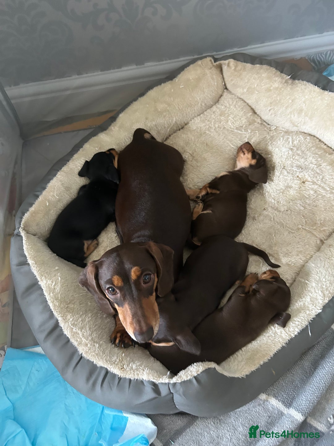 Mixed Breed dogs for sale: Mini dachshund/ mini pincher  - Image 5