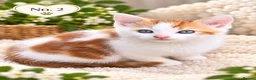 Mixed Breed cats for sale: Beautiful,  Kittens Looking for Loving Homes  - Advert 4