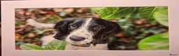 English Springer Spaniel dogs for stud: Beautiful Proven Springer Spaniel for stud. in Abertillery - Advert 23