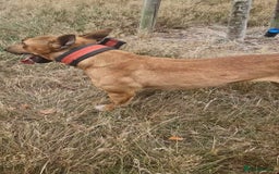 English Bull Terrier dogs for sale: English bull terrier ingles lines - Image 3