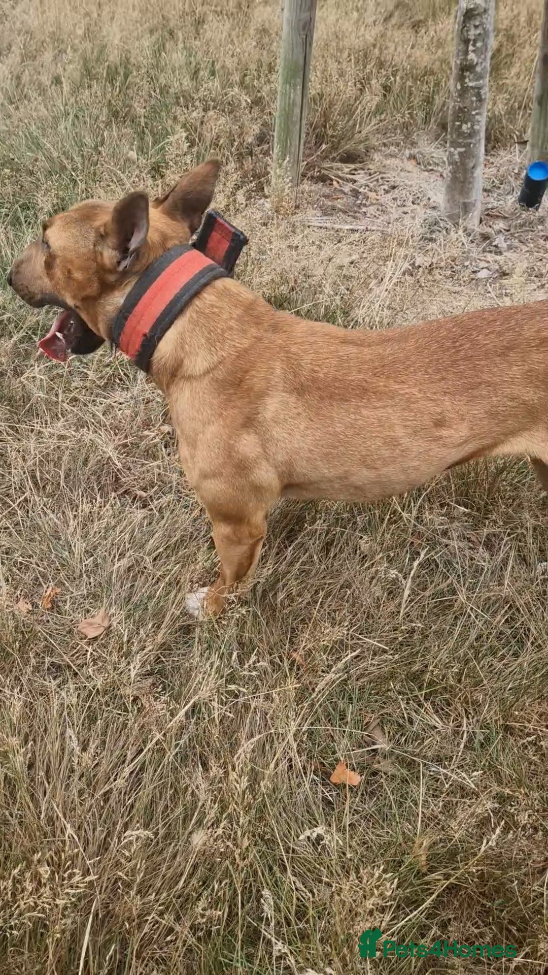 English Bull Terrier dogs for sale: English bull terrier ingles lines - Image 3