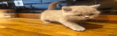 Cream British Shorthair Girl