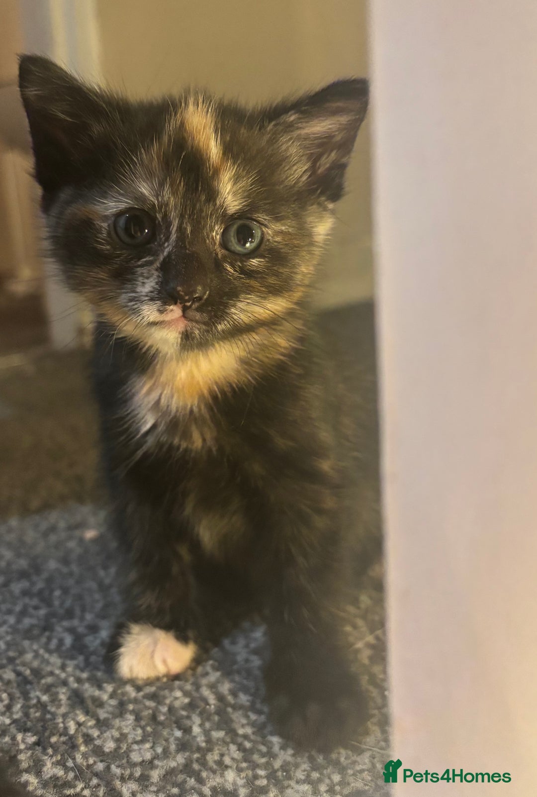 Mixed Breed cats for sale: Siamese kitties💕  - Advert 2