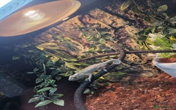 Chameleon reptiles for sale: Emperor scorpion & Baby Chameleon For Sale - Image 5