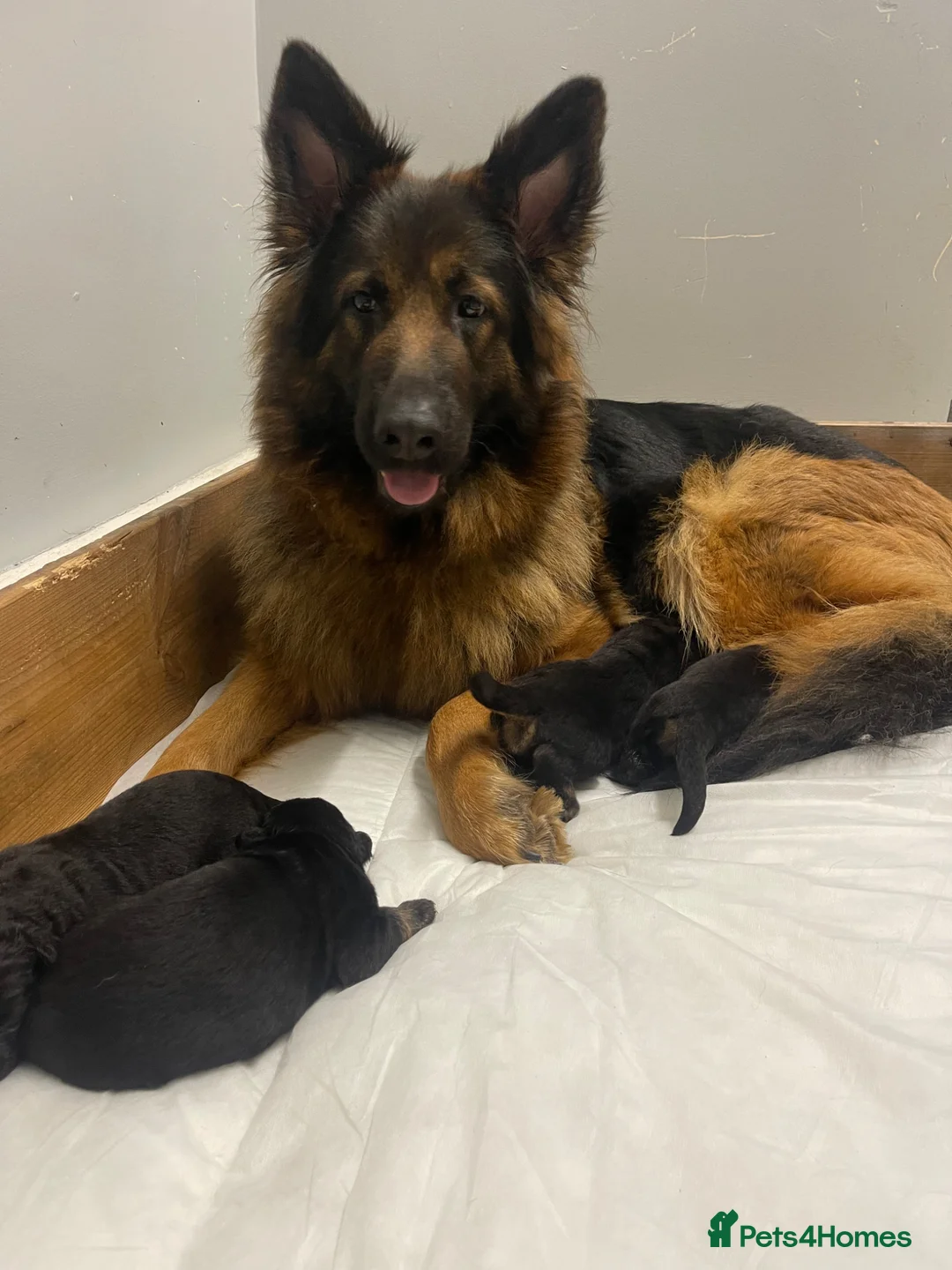 German Shepherd dogs for sale: 3 German Sheperd Pups for sale - Advert 2