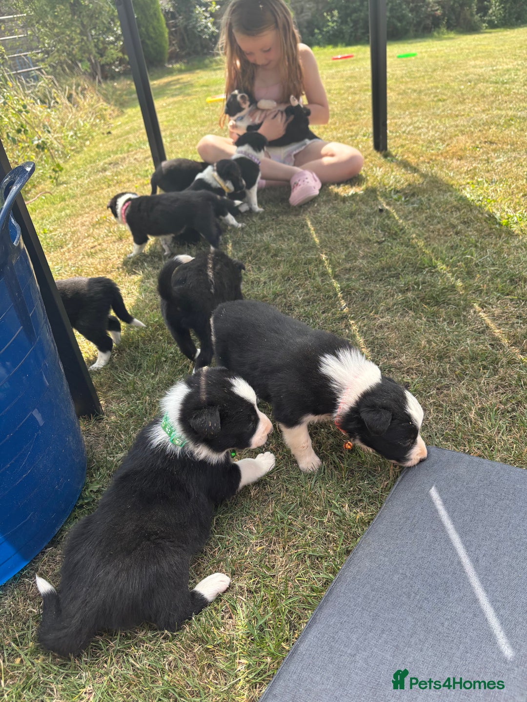 Border Collie dogs for sale: Border collie pups - Image 5