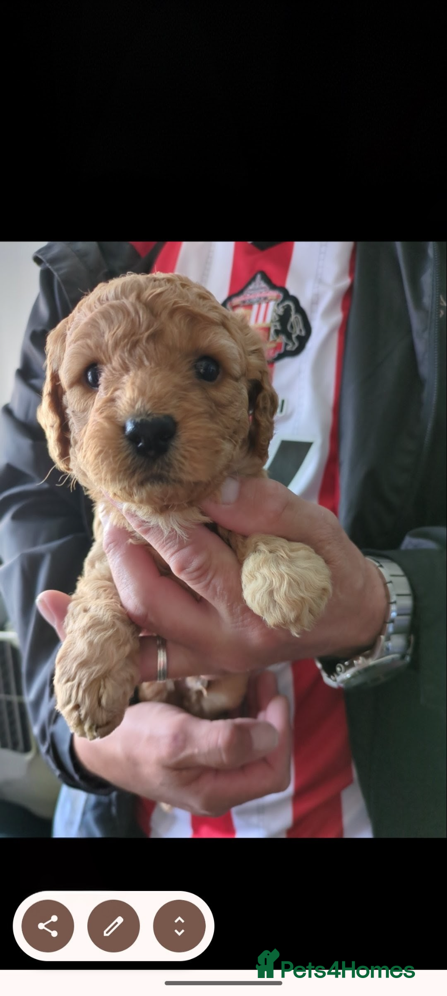 Cavapoo dogs Cavapoo f2 - Advert 2